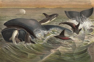 Swordfish and Greenland Whale by European School